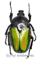 Ingrisma nasuta ( 20 – 29 ) A2