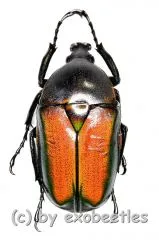 Ingrisma nasuta ( gelb / rötlich ) ( 20 – 29 )