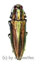 Iridotaenia tonkinea ( 20 – 29 )