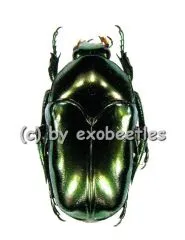 Ischiopsopha aruensis ( 20 - 29 )