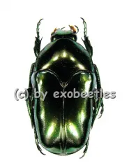 Ischiopsopha aruensis ( 20 - 29 )