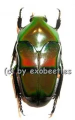 Ischiopsopha bifasciata ( 25 – 29 )