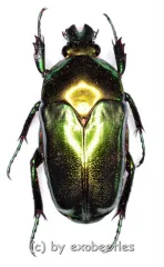 Ischiopsopha ceramensis ( 20 – 29 )