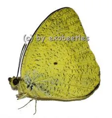 Ixias pyrene verna