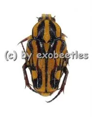 5 x Ixorida ( Mecinonota ) fraterna