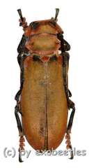 Joessi sanguinolenta ( 35 – 49 )