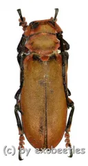 Joessi sanguinolenta ( 35 – 49 )