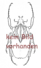 Elateridae spec. #28 ( 25 – 29 ) A2