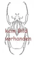 Analleucosma spec. ( 10 – 14 )