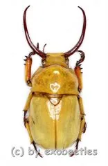 Kibakoganea dohertyi ( 30 – 34 )