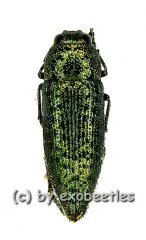 Lampetis punctatissima ( 20 – 24 )