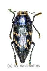 Lampetis tucumana ( 20 – 29 )