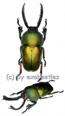 Lamprima adolphinae ( 40 – 44 )