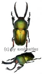 Lamprima adolphinae ( 40 – 44 )