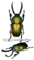 Lamprima adolphinae
