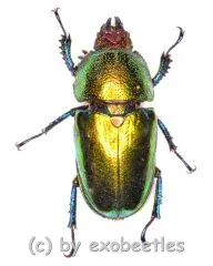 Lamprima adolphinae