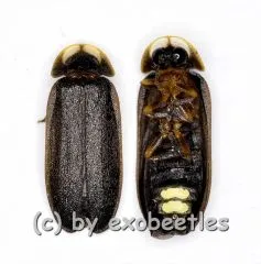 Lamprohiza splendidula ( Glühwürmchen ) ( 10 – 14 )