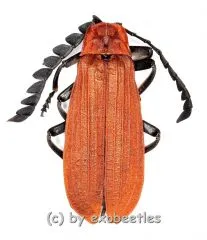 Lampyridae spec. #4 ( 20 – 24 )