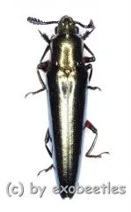 Langurinae spec. ( 15 – 19 )