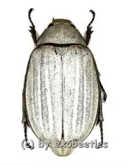 Lepidiota stigma ( weisse var. ) ( 35 – 49 )