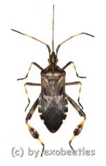 Leptoglossus occidentalis ( 15 – 19 )
