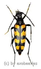 Leptura quadrifasciata ( 20 – 24 )