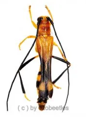 Leuconitocris patricia ( 25 – 29 ) A2