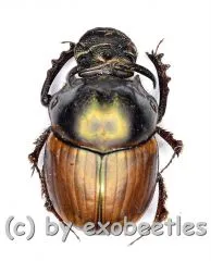 Liatongus vertagus ( 10 – 14 )