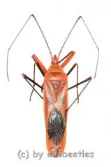 Lohita grandis ( 30 – 39 ) A2