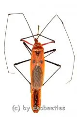 Lohita grandis ( 55 – 59 )