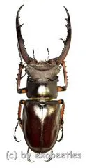 Lucanus angusticornis angusticornis ( 60 – 64 )