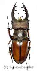 Lucanus delavayi ( 40 – 44 )