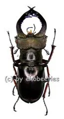 5 x Lucanus fairmairei ( 50 – 54 )