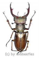 Lucanus formosus ( syno. L.cyclommatoides ) ( 30 – 34 )