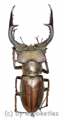 Lucanus formosus ( syno. L.cyclommatoides ) ( 45 – 49 ) A2