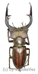 Lucanus formosus ( syno. L.cyclommatoides ) ( 45 – 49 )