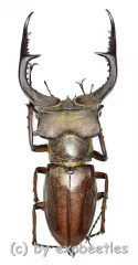 Lucanus formosus ( syno. L.cyclommatoides ) ( 45 – 49 )
