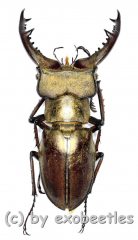 Lucanus fukinukai ( 30 – 34 )