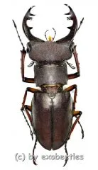 Lucanus kirchneri ( 35 – 44 )