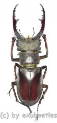 Lucanus kraatzi giangae ( 45 - 49 )