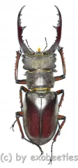 Lucanus kraatzi giangae ( 45 - 49 )