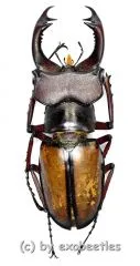 Lucanus laetus ( 30 – 34 )