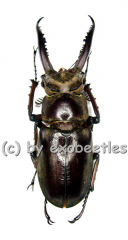 Lucanus laminifer laminifer ( 50 – 54 )
