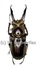 Lucanus laminifer laminifer ( 50 – 54 )