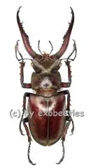 Lucanus laminifer vitalisi ( 45 – 49 )