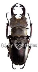 Lucanus maculifemoratus boileaui ( 40 - 44 )