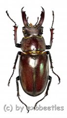 Lucanus ngheanus phuongi ( 35 – 39 ) A2