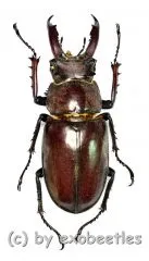 Lucanus ngheanus phuongi ( 35 – 39 ) A2
