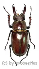 Lucanus ngheanus phuongi ( 30 – 34 )