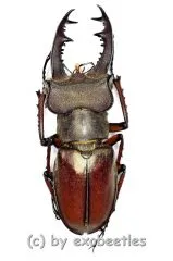Lucanus persarinii ( 40 – 44 )